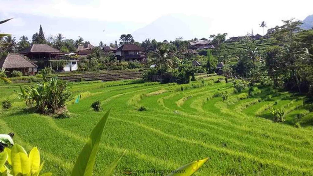 Sawah terasering di Desa Sidemen Bali, desa tradisional Bali yang asri dan alami