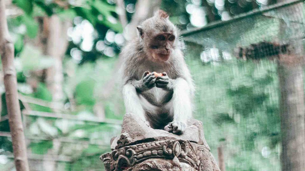 Pemandangan desa tradisional Bali di Ubud dengan sawah terasering dan budaya lokal