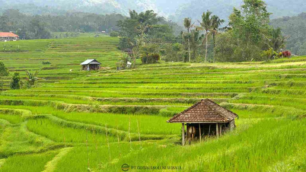 Sawah terasering Jatiluwih di Kabupaten Tabanan Bali, UNESCO World Heritage